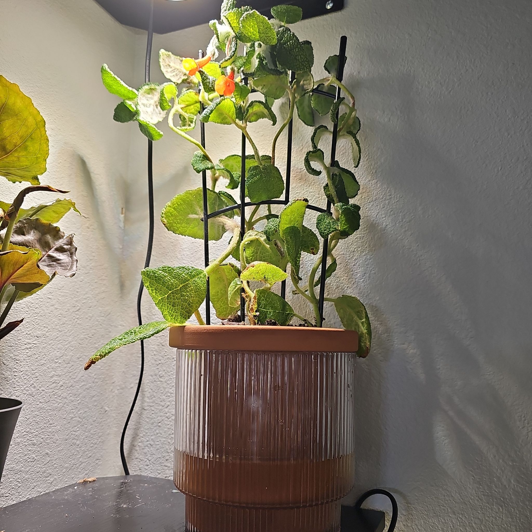 Photo of the plant species Sinningia Hybrid by @plantlover69 named Curie on Greg, the plant care app
