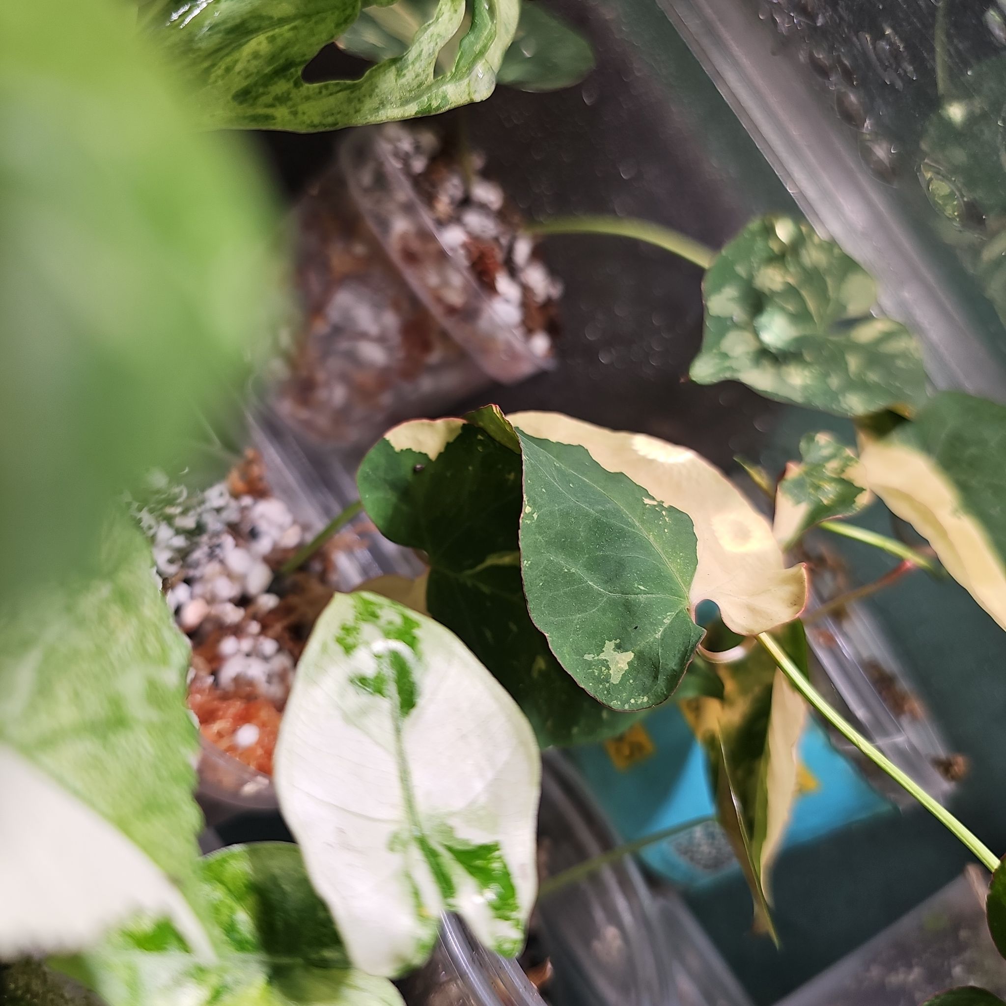 Photo of the plant species Tuber Fleeceflower by @plantlover69 named Coco on Greg, the plant care app