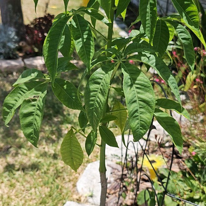 Photo of the plant species Silk Floss Tree by @plantlover69 named Kylie on Greg, the plant care app