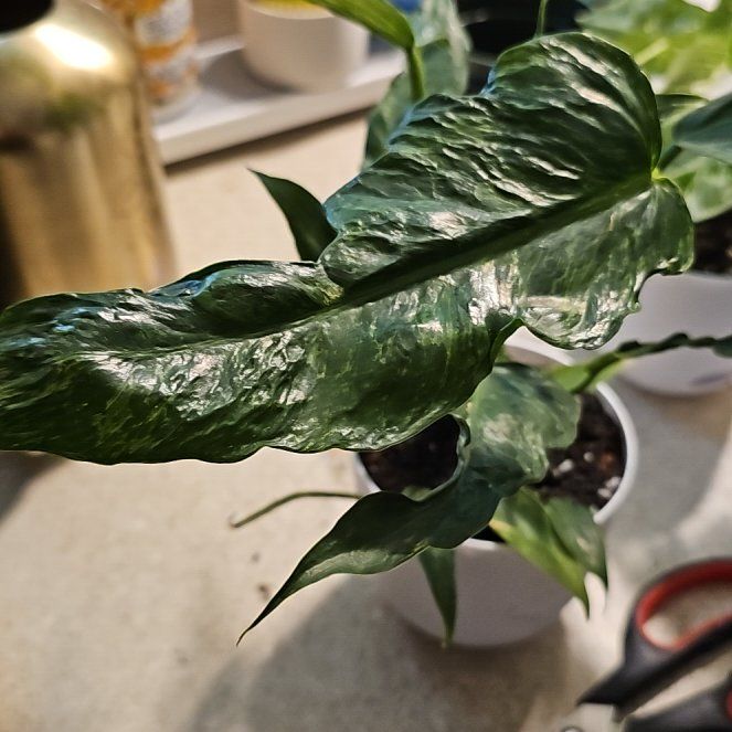 Photo of the plant species Philodendron Mottled Dragon by @plantlover69 named Mochi on Greg, the plant care app