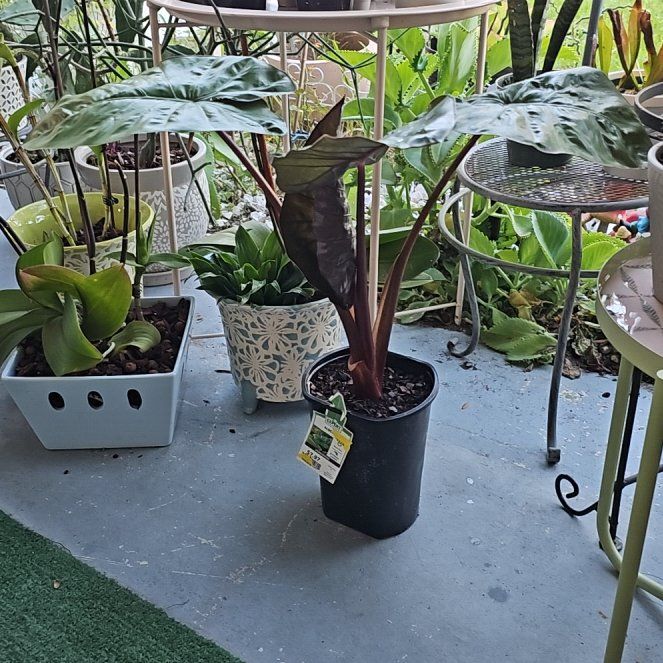 Photo of the plant species Black Macrorrhiza by @plantlover69 named Darwin on Greg, the plant care app