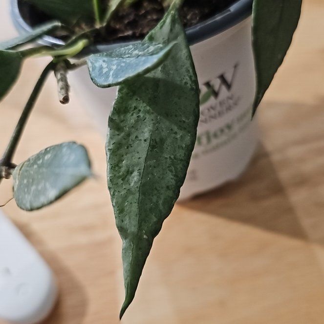 Photo of the plant species Hoya Lacunosa 'Louisa's Silver' by @plantlover69 named Leo on Greg, the plant care app