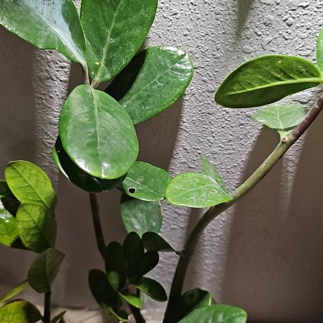 Photo of the plant species ZZ Plant 'Super Nova' by @plantlover69 named Darwin on Greg, the plant care app