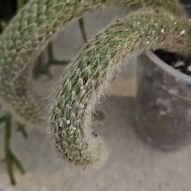 Photo of the plant species Monkey Tail by @plantlover69 named Rosa on Greg, the plant care app