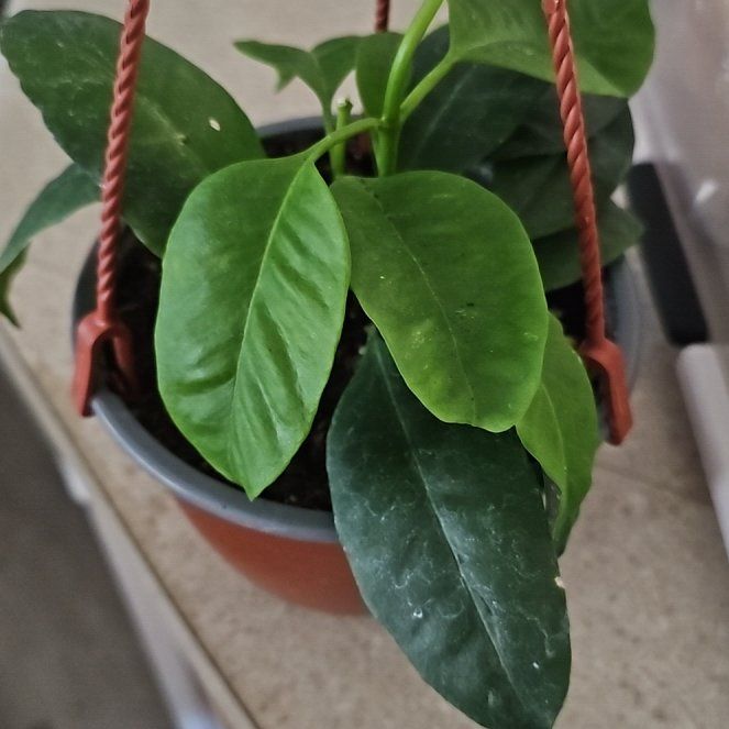 Photo of the plant species Hoya minutiflora by @plantlover69 named Star on Greg, the plant care app