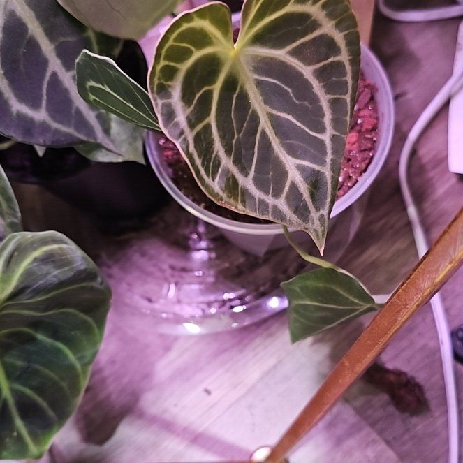 Photo of the plant species Anthurium clavigerum var. clavigerum by @plantlover69 named Fernie Mercury on Greg, the plant care app