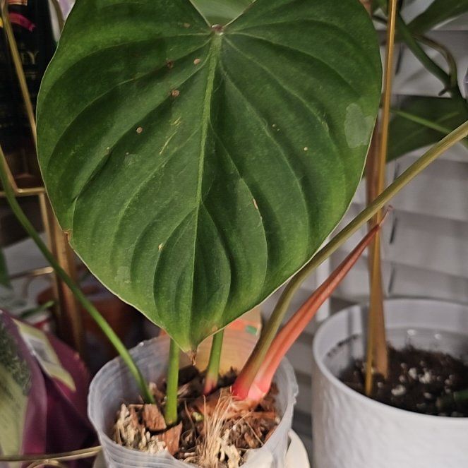 Photo of the plant species Phlomis 'Pink Glory' by @plantlover69 named Sonora on Greg, the plant care app