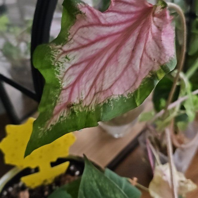 Photo of the plant species Red Flash Angel Wings by @plantlover69 named Nithin on Greg, the plant care app