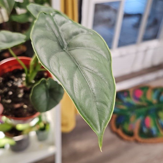Photo of the plant species Alocasia puncakborneensis by @plantlover69 named Winston on Greg, the plant care app