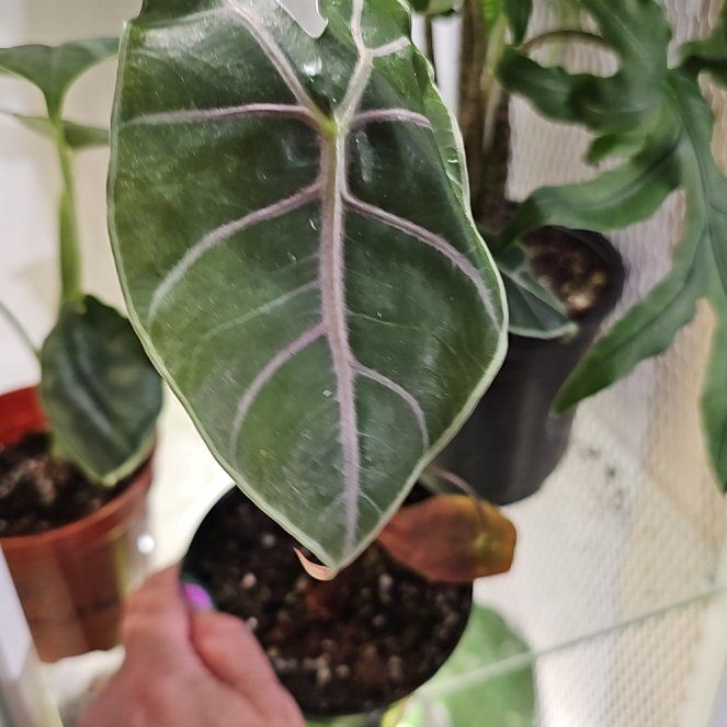 Photo of the plant species Alocasia Suhirmaniana by @plantlover69 named Kendall on Greg, the plant care app