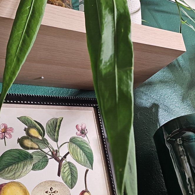 Photo of the plant species Anthurium pallidifibrum by @plantlover69 named Remington on Greg, the plant care app