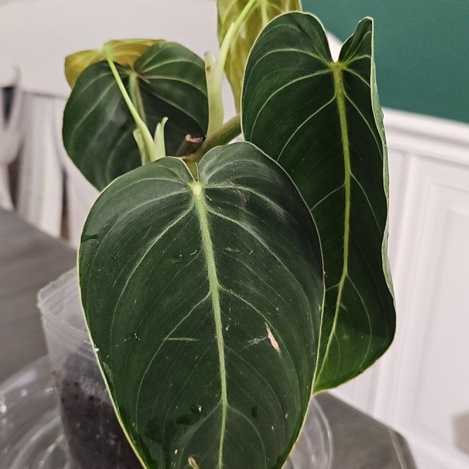 Photo of the plant species Philodendron Melanochrysum x Verrucosum by @plantlover69 named Wall-E on Greg, the plant care app