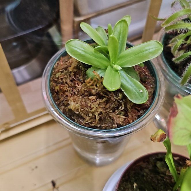 Photo of the plant species Pinguicula moctezumae by @plantlover69 named Planty on Greg, the plant care app