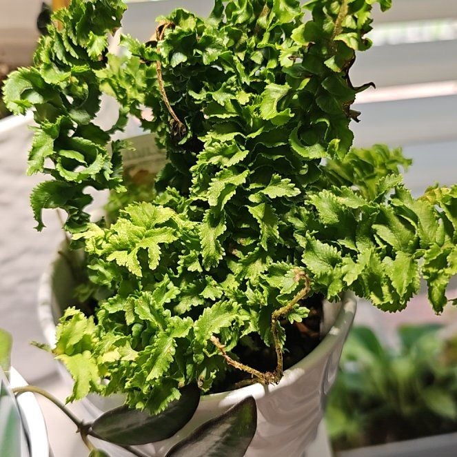 Plant care for Asian Sword Fern on Greg, the plant care app