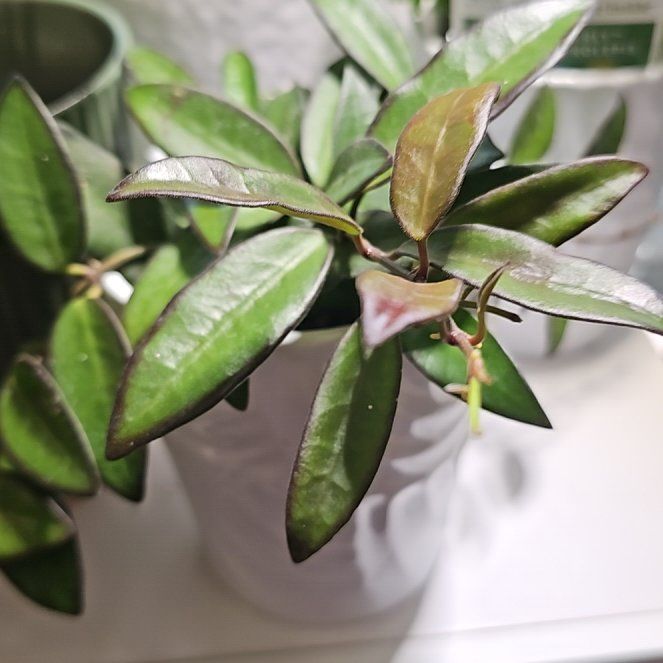 Photo of the plant species Tsangii Odetteae by @plantlover69 named Einstein on Greg, the plant care app