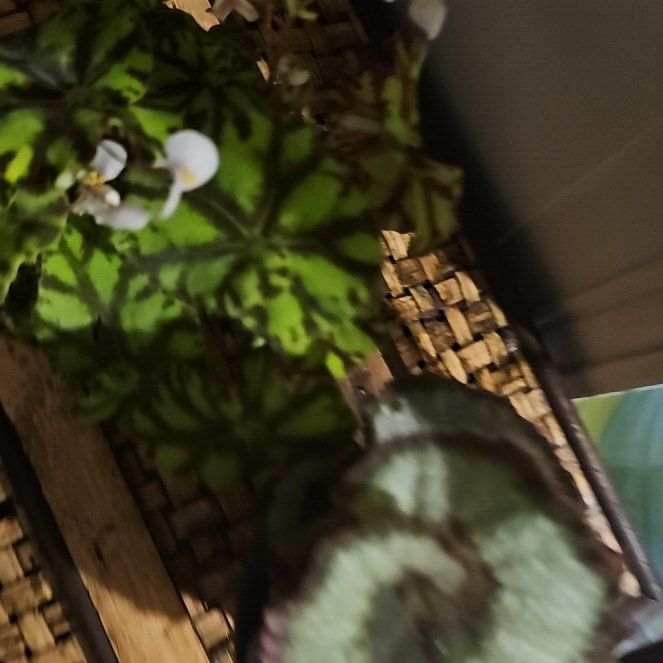 Photo of the plant species Smooth Begonia by @plantlover69 named Gregarious on Greg, the plant care app