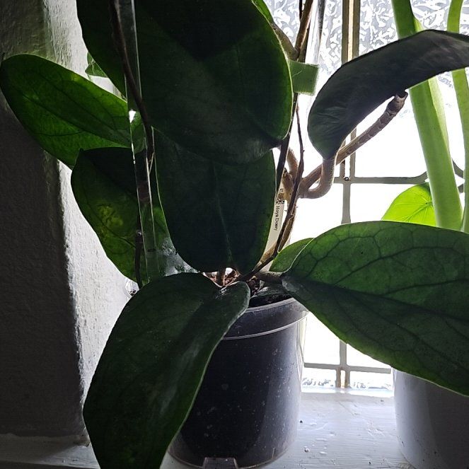 Photo of the plant species Hoya Deykeae by @plantlover69 named Kesha on Greg, the plant care app