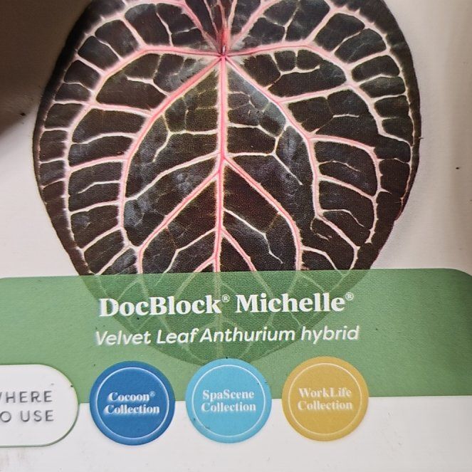 Photo of the plant species Anthurium Doc Block F2 by @plantlover69 named Athena on Greg, the plant care app