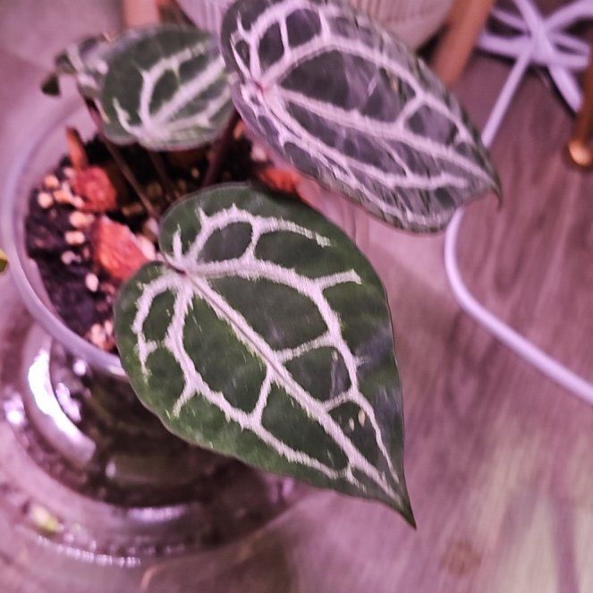 Photo of the plant species Anthurium Doc Block F2 by @plantlover69 named Kendall on Greg, the plant care app