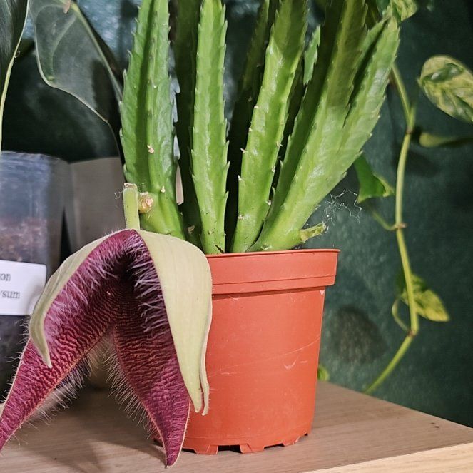 Plant care for Ciruelas on Greg, the plant care app