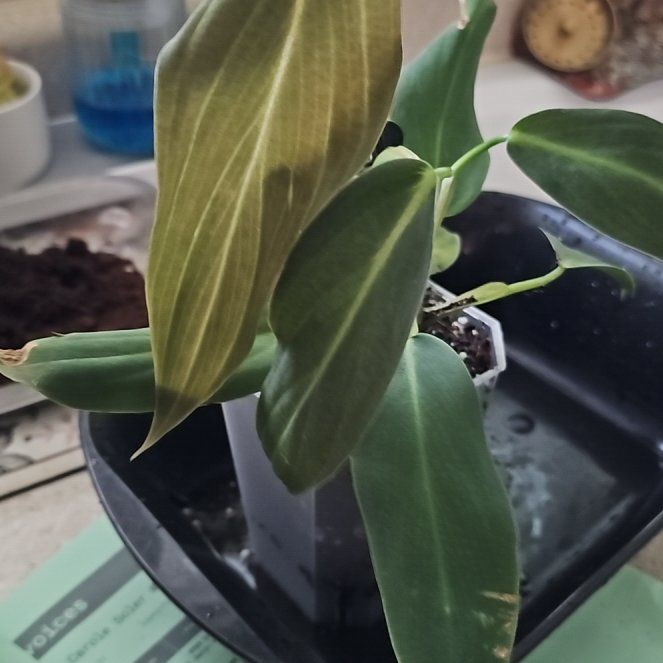 Photo of the plant species Philodendron gigas by @plantlover69 named Michelle Branch on Greg, the plant care app