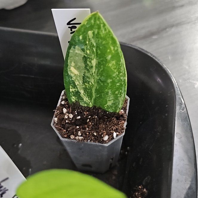 Photo of the plant species ZZ Plant Variegated by @plantlover69 named Girlfrond on Greg, the plant care app