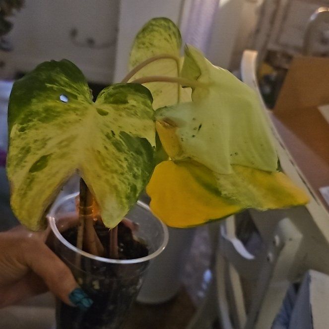 Photo of the plant species Variegated Homalomena by @plantlover69 named Captain Plant-it on Greg, the plant care app
