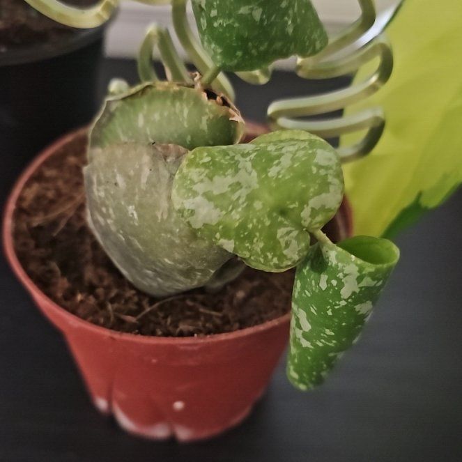 Photo of the plant species Dischidia imbricata by @plantlover69 named Elle on Greg, the plant care app