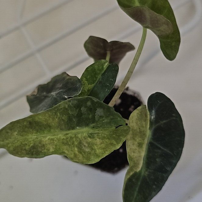 Photo of the plant species Alocasia Polly Aurea by @plantlover69 named Cleopatra on Greg, the plant care app