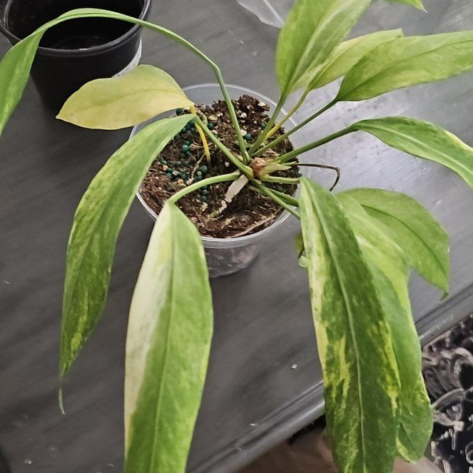 Photo of the plant species Anthurium Vittariifolium Variegated by @plantlover69 named Bella on Greg, the plant care app