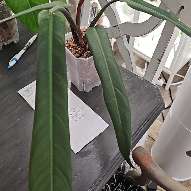 Photo of the plant species Philodendron bicolor by @plantlover69 named Prince on Greg, the plant care app