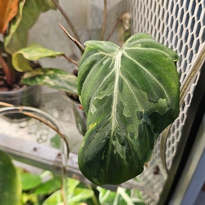 Photo of the plant species Variegated Philodendron gloriosum by @plantlover69 named Orlando Bloom on Greg, the plant care app