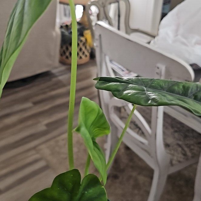 Photo of the plant species Alocasia Green Shield by @plantlover69 named Mochi on Greg, the plant care app