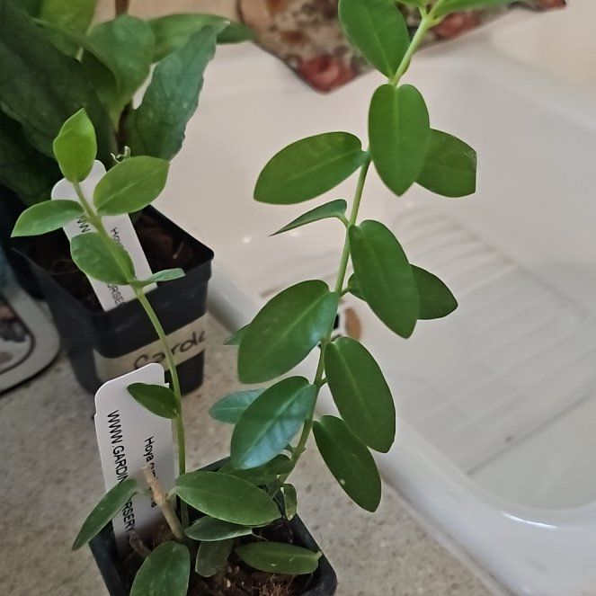 Photo of the plant species Hoya cummingiana sp. Bruno Purworejo by @plantlover69 named Keanu Leaves on Greg, the plant care app