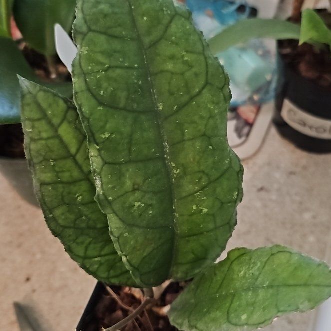 Photo of the plant species Hoya finlaysonii 'Dark Flower' by @plantlover69 named Bigleef Smalls on Greg, the plant care app