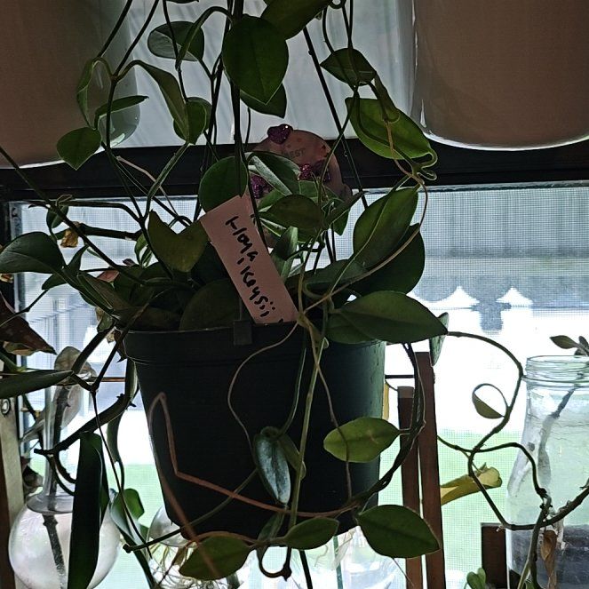 Photo of the plant species Hoya Keysii by @plantlover69 named Nemo on Greg, the plant care app