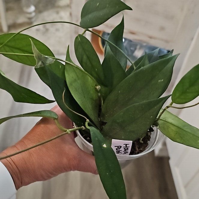 Photo of the plant species Hoya publicalyx 'Royal Hawaiian Purple' by @plantlover69 named Tolkien on Greg, the plant care app