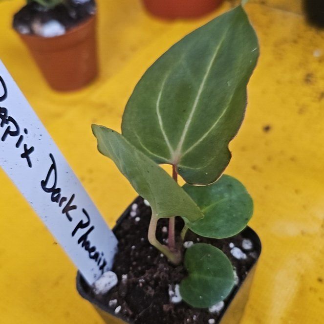 Photo of the plant species Black Phoenix by @plantlover69 named Bieber on Greg, the plant care app