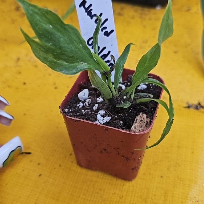 Photo of the plant species Philodendron Golden Melinonii by @plantlover69 named Kardashian on Greg, the plant care app