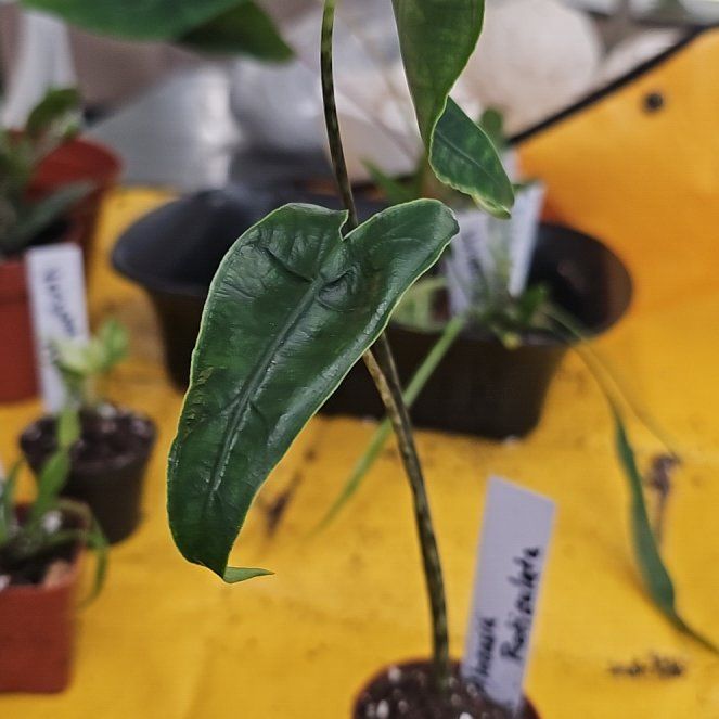 Photo of the plant species Reticulated Alocasia by @plantlover69 named Muhammad Ali on Greg, the plant care app