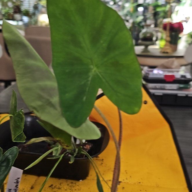 Photo of the plant species Caladium 'El Nino' by @plantlover69 named Bieber on Greg, the plant care app