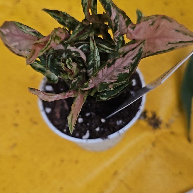 Photo of the plant species Syngonium Pink Rolli by @plantlover69 named Michelle Branch on Greg, the plant care app
