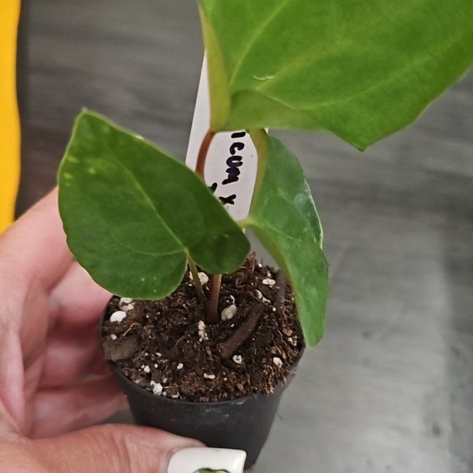 Photo of the plant species Dark Phoenix by @plantlover69 named Muhammad Ali on Greg, the plant care app