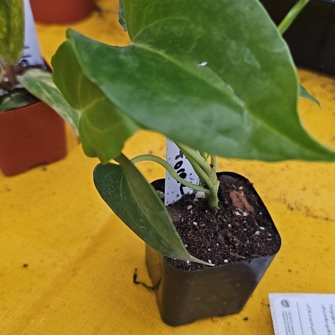 Photo of the plant species Delta Force Anthurium by @plantlover69 named Fernie Mac on Greg, the plant care app