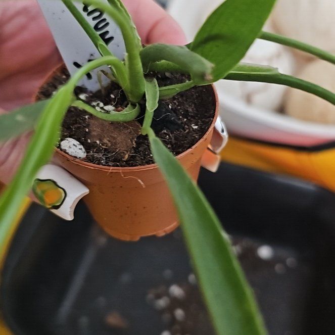 Photo of the plant species Philodendron holtonianum by @plantlover69 named Osmo on Greg, the plant care app
