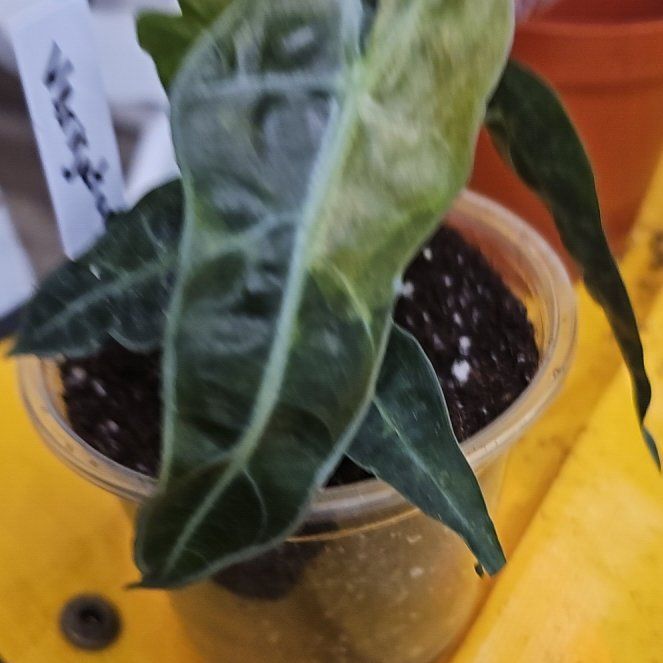 Photo of the plant species Alocasia Polly Variegated by @plantlover69 named Doja Cat on Greg, the plant care app