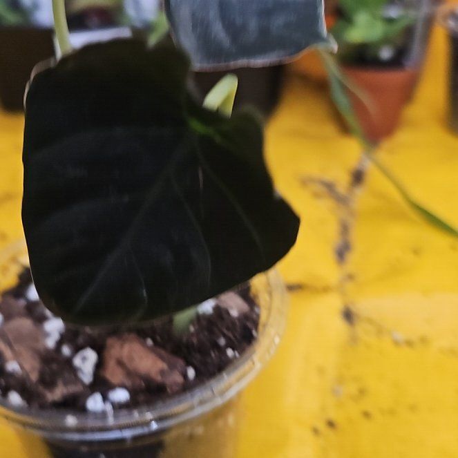 Photo of the plant species Alocasia Black Infernalis by @plantlover69 named Harper on Greg, the plant care app