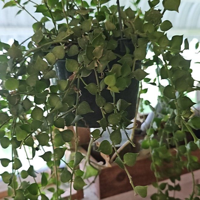 Photo of the plant species Million hearts by @plantlover69 named Mochi on Greg, the plant care app