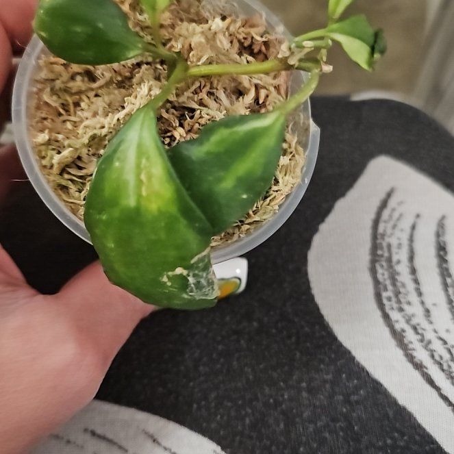 Photo of the plant species Variegated Hoya lacunosa by @plantlover69 named Rosa on Greg, the plant care app