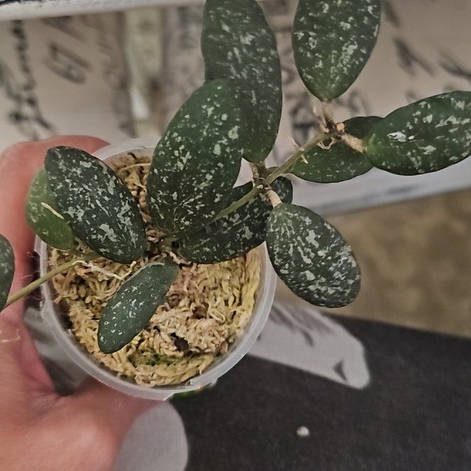 Photo of the plant species Hoya sigillatis silver by @plantlover69 named Willow on Greg, the plant care app